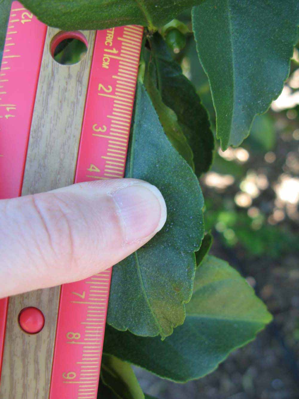              Unifoliolate leaf (Winter Haven, FL)       